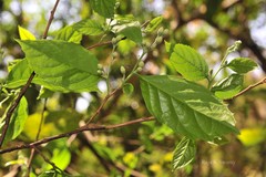 Styrax serrulatus